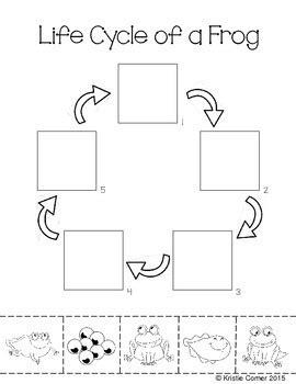 Frog Life Cycle For Kids Worksheet