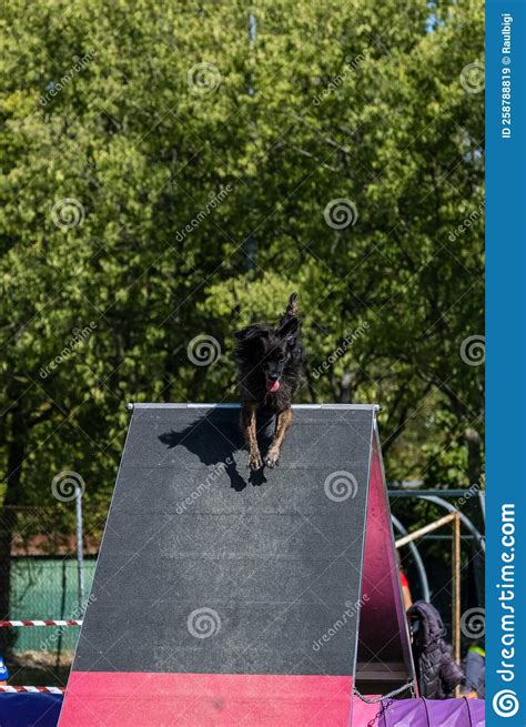 Dog Faces the Obstacle. Dog Agility Competition. Stock Image - Image of ...