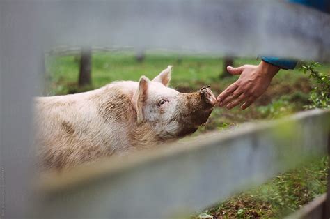 "Domestic Pig In The Farm" by Stocksy Contributor "Boris Jovanovic ...