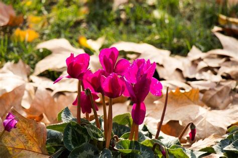 Premium Photo | Beautiful fresh flowers as a nature background