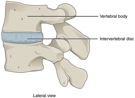 9.1 Classification of Joints – Douglas College Human Anatomy and ...