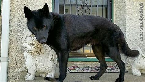 Black German Shepherd Husky Mix (Shepsky Lab Mixed Dog Breed)