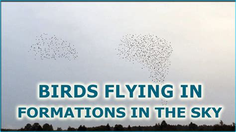 Bird Murmuration HD - Crowd of birds flying swarm in formation and flocking together in the sky ...