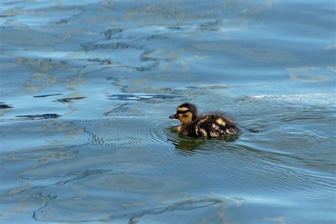 Cute baby Mallard Duckling swimming alone in a lake Photograph by Wendell Clendennen - Pixels