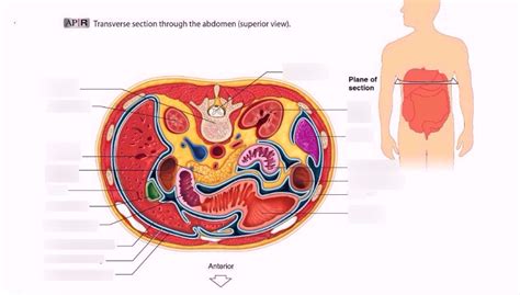 Transverse Section Anatomy