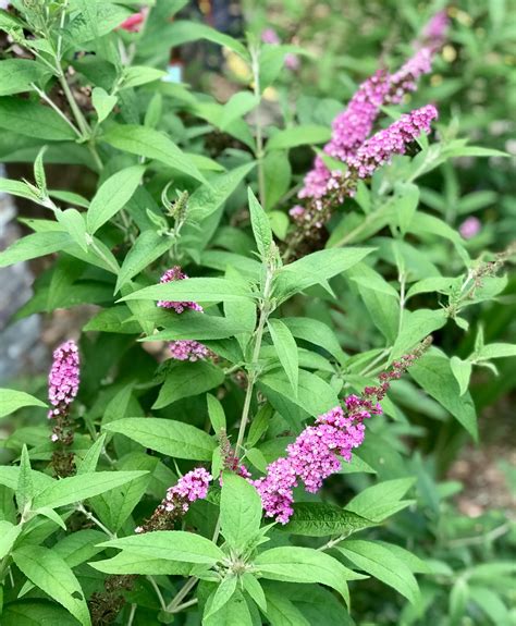 29+ Perennial Butterfly Bushes