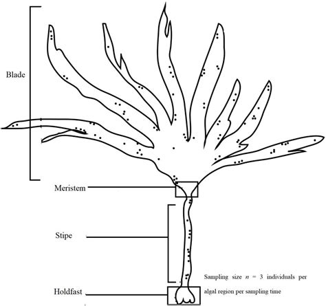 Laminaria Slide Labeled