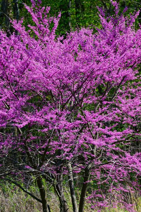 Redbud Tree For Sale Online | Buy 1 Get 1 Free