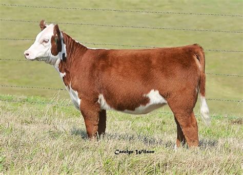 DIAMOND G CATTLE CO.: Purebred Hereford - Show Heifer Deluxe!!