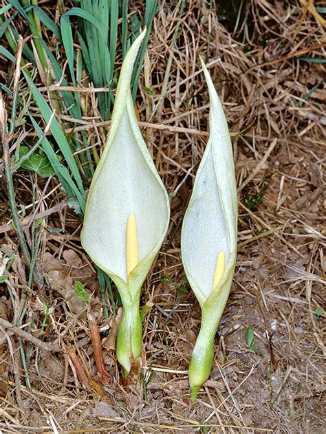 Arum italicum - Monaco Nature Encyclopedia