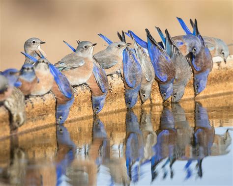 12 Fascinating Bird Behaviors From the 2018 Audubon Photography Awards | Audubon