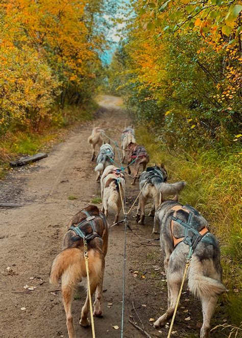 Private Husky Training – Happy Huskies.fi