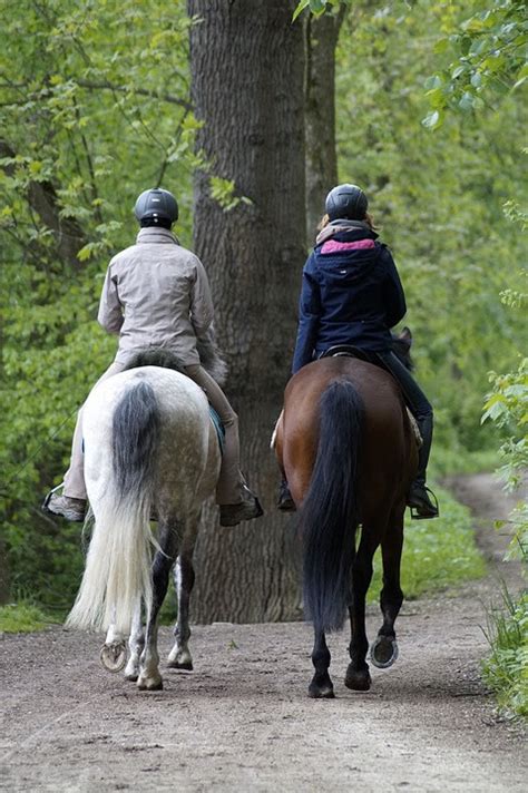 HORSE TRAIL RIDING TIPS – Equestroom