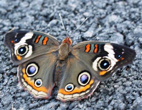 In My Backyard: Buckeye Butterfly