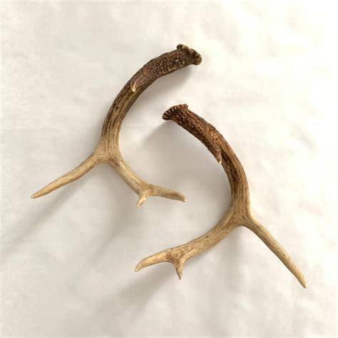 4 Point Deer Antlers - a Pair | Chairish