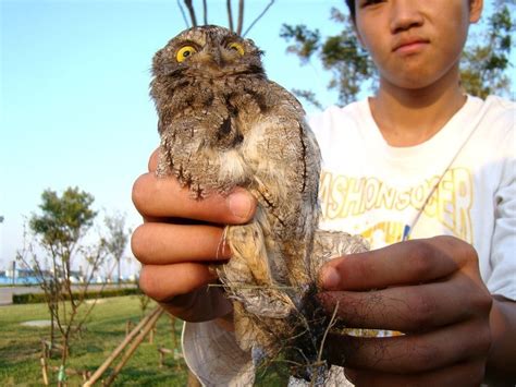 Trung Quốc: Giăng lưới bẫy chim ở khu du lịch - Giáo dục Việt Nam