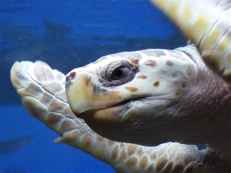 Head Sea Turtle Free Stock Photo - Public Domain Pictures