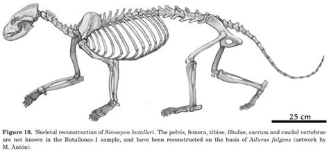 Red Panda skeleton. | Panda rojo, Anatomía animal, Carnivoros