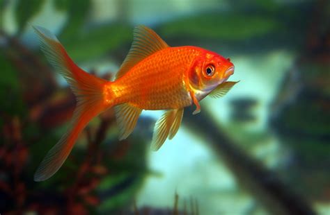 10 Best Aquarium Fish for Beginners | Easy Fish for Freshwater Tanks – Aquarium Co-Op