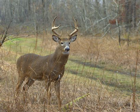 deer-hunting-tipsx : Nodak Outdoors