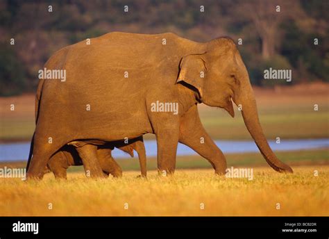 A female Asian Elephant protects her small calf whilst grazing Stock Photo - Alamy