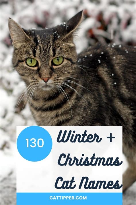 130+ Winter and Christmas Cat Names