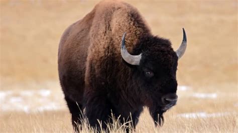 Viral Video of Huge Bison Going for a Stroll at Yellowstone Is a Sight ...