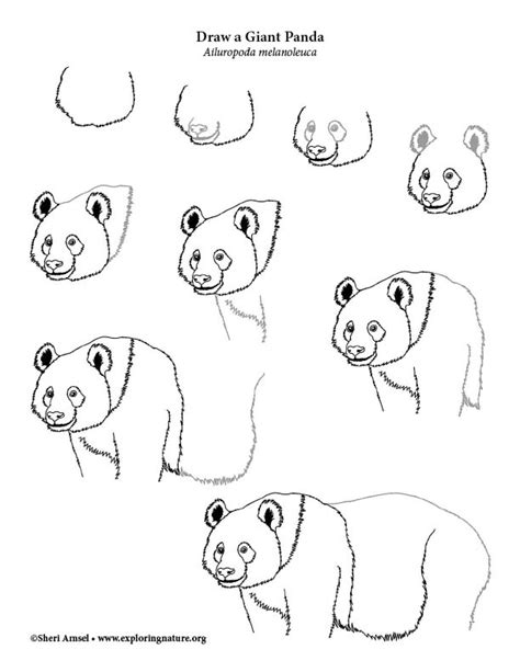 Panda (Giant) Drawing Lesson