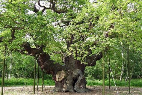 The Major Oak of Sherwood Forest | Growing Home — Growing Home Farms