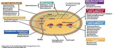 Antibiotic Mechanism Of Action Chart