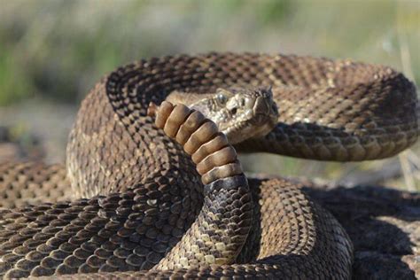 Rattlesnakes are coming out of their dens, and they’re doing just fine ...