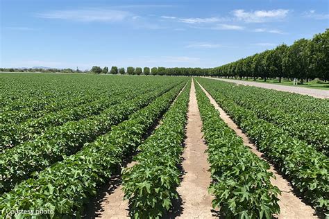 Drip irrigation successful on pima cotton in El Paso Valley - Texas Farm Bureau