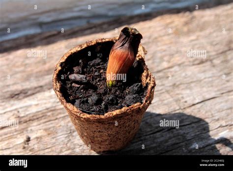 seeds from Araucaria araucana Stock Photo - Alamy