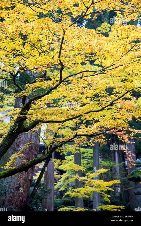 Beautiful fall scene in Japan Stock Photo - Alamy