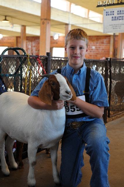 Livestock Show- State Fair of Texas 2011 Texas Traditions, Dairy Cattle, Showing Livestock ...