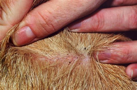 Ticks and Fleas | Close Veterinary Clinic