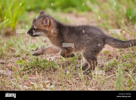 Urocyon cineroargenteus hi-res stock photography and images - Alamy