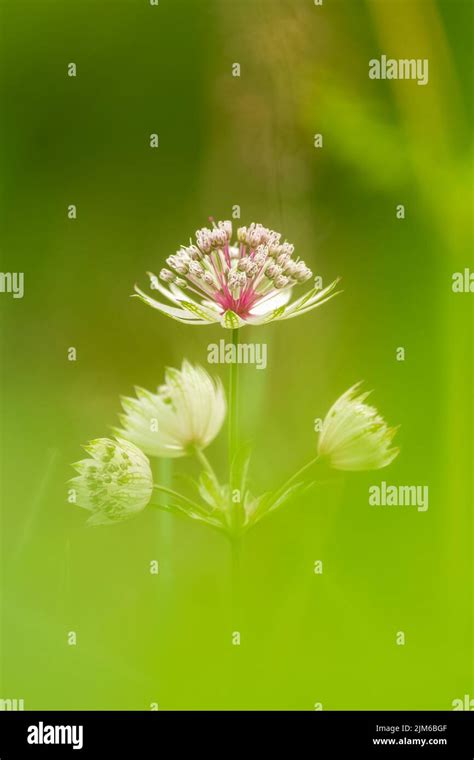 great masterwort, Astrantia major, flower in the mountain in spring ...