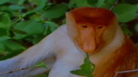 Proboscis monkey on ugly animal list - BBC News