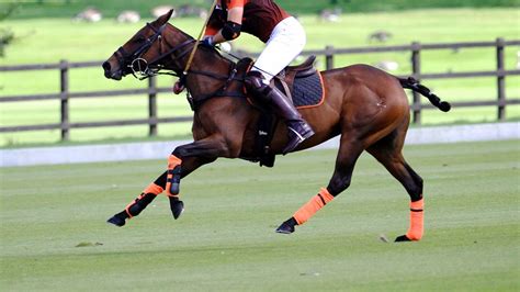 Polo equipment and tack | Performance Polo