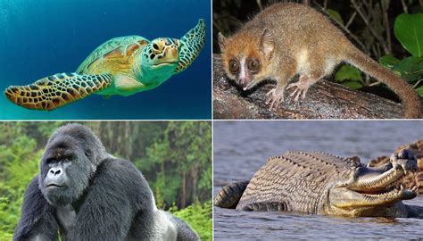 25 Endangered Animals that are on Brink of Extinction