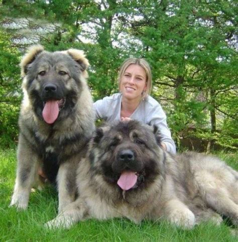 king-of-dogs-04 Top 7 Strangest Caucasian Mountain Dog Facts Massive Dogs, Huge Dogs, Giant Dogs ...