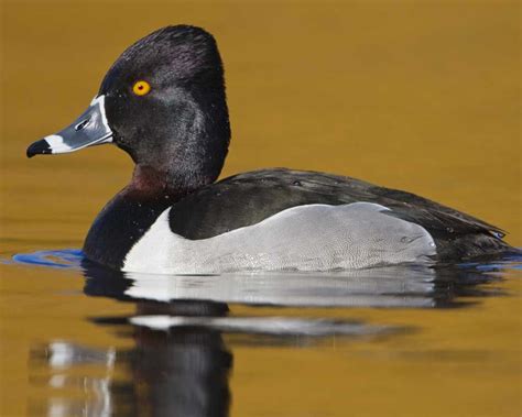 Ring-necked Duck | Duck species, Bird species, Coastal birds