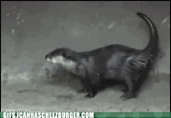 animals | GIF | PrimoGIF