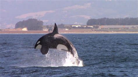 Breaching Orca Killer Whales Monterey, California - YouTube