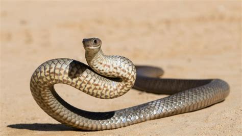 QLD Snakes Identification: A Guide