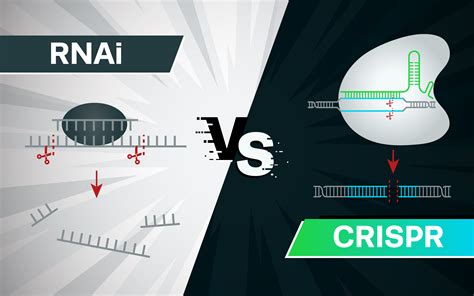 RNAi vs. CRISPR: Guide to Selecting the Best Gene Silencing Method