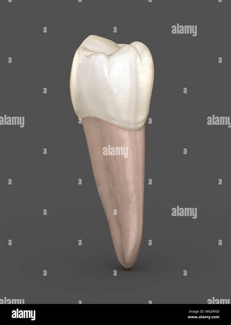 Dental anatomy - Mandibular Second premolar tooth. Medically accurate ...