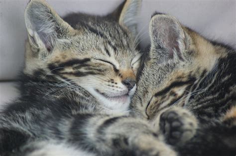 Cuddly Kittens Photograph by Joyce Rose - Fine Art America