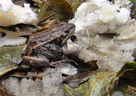 How climate changes the timing of wood frog calls (U.S. National Park ...